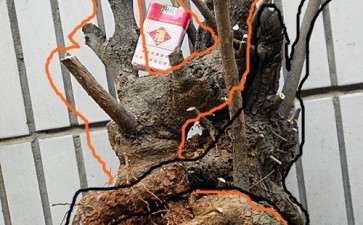 流苏下山桩的现状 对比图 图片