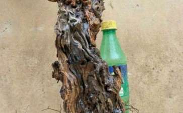 买了个流苏下山桩 大家评评如何 图片