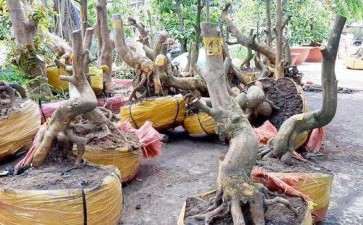 下山桩怎么生根保活的万能方法