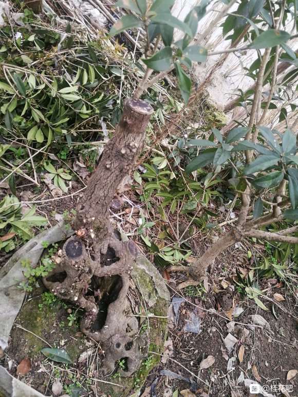 前些年买桂花下山桩