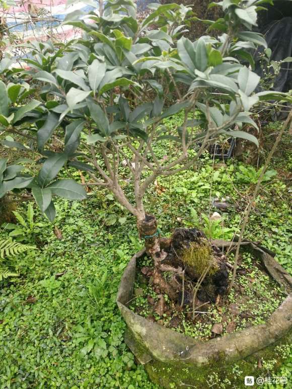 前些年买桂花下山桩