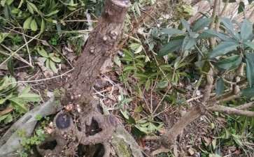 前些年买桂花下山桩 可以吗 图片