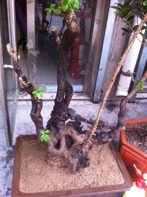 流苏下山桩怎么养护养护