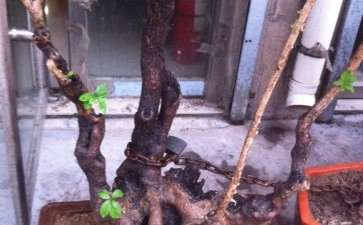 流苏下山桩怎么缠膜养护的方法