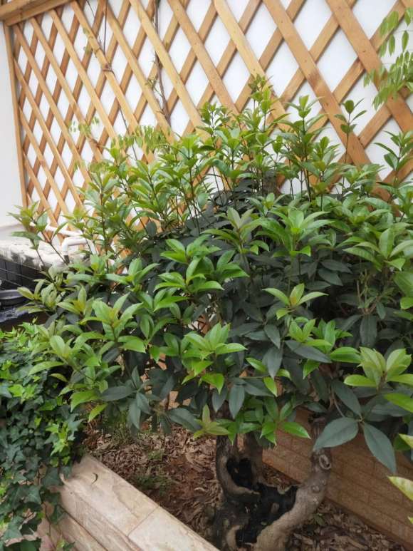 一株天香台阁下山桩怎么嫁接桩问题