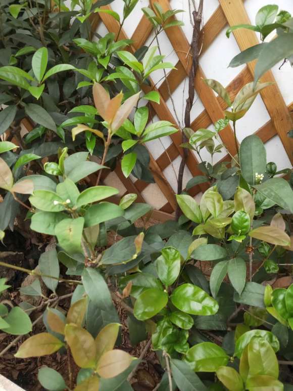 一株天香台阁下山桩怎么嫁接桩问题