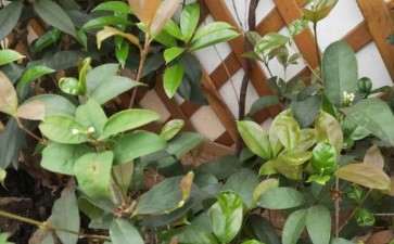 一株天香台阁下山桩怎么嫁接桩问题