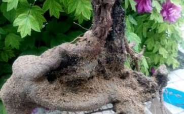 第一次玩桂花下山桩接根 居然都活了