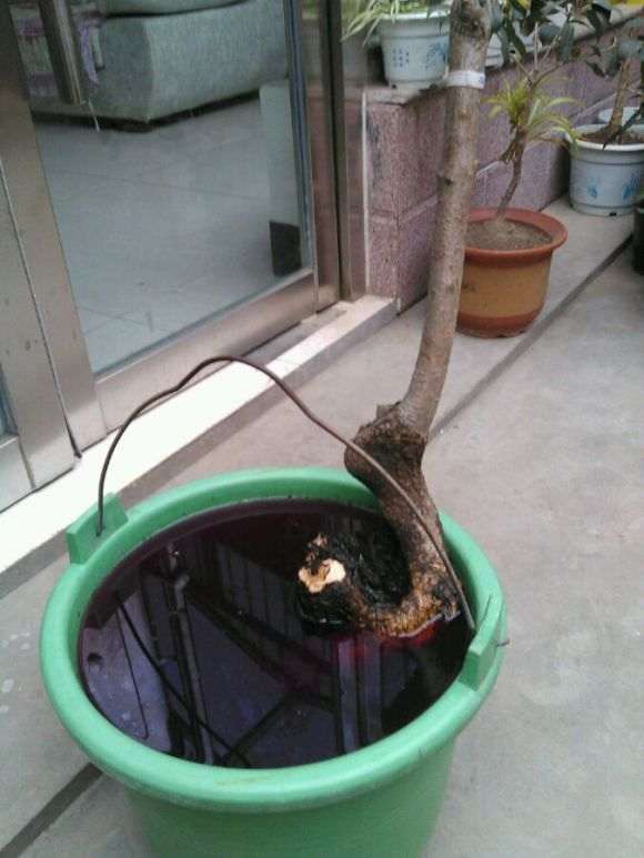 桂花下山桩接根