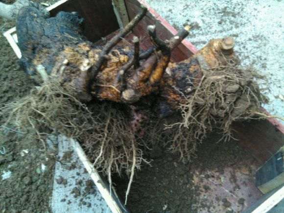 桂花下山桩接根