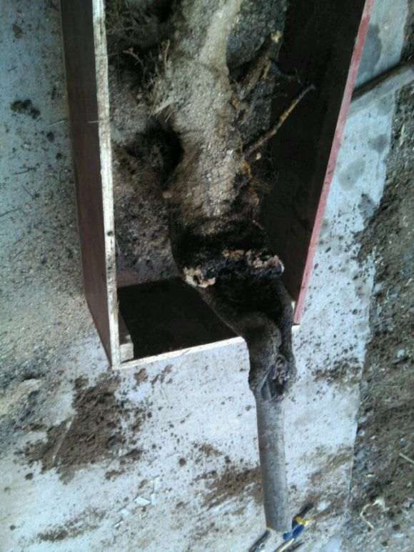 桂花下山桩接根