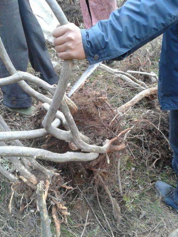 去山里挖流苏下山桩