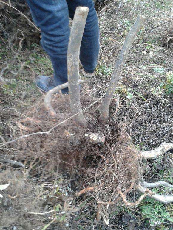去山里挖流苏下山桩