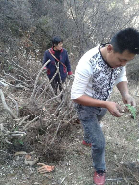 去山里挖流苏下山桩