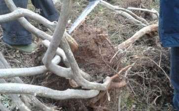 去山里挖流苏下山桩 可以吗 现场图片