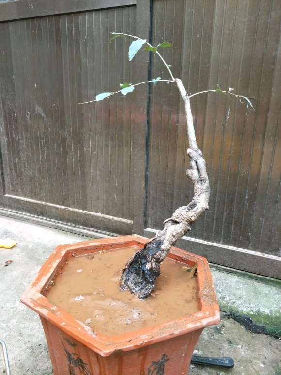 给桂花下山桩换土 根系长得不错 图片