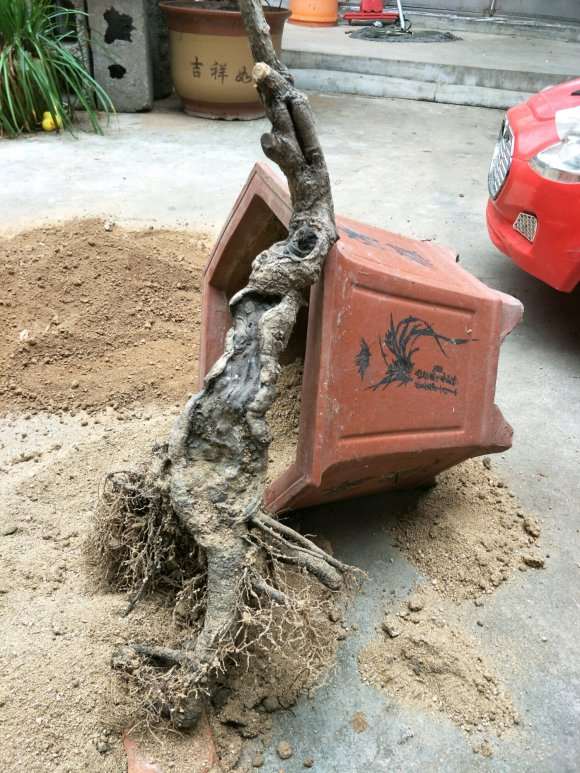 给桂花下山桩换土 根系长得不错 图片