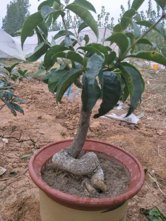 给桂花下山桩换土 根系长得不错 图片