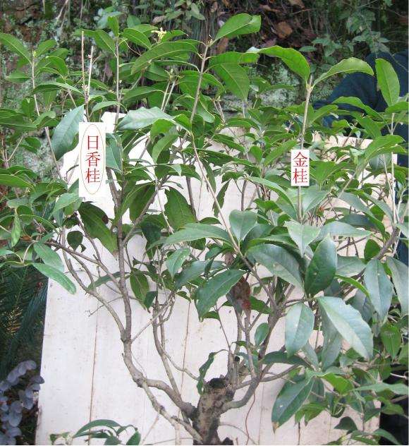 嫁接的日香桂花下山桩