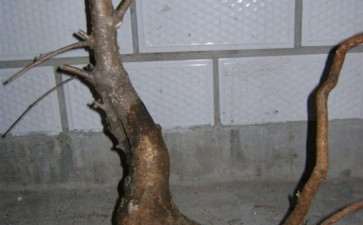 请教 这两个流苏下山桩怎么成活的问题