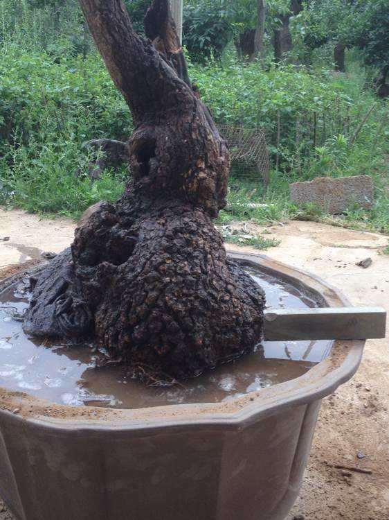 流苏下山桩与本地桩的不同和欣赏要点