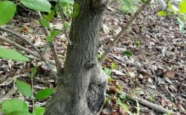 流苏下山桩与本地桩的不同和欣赏要点