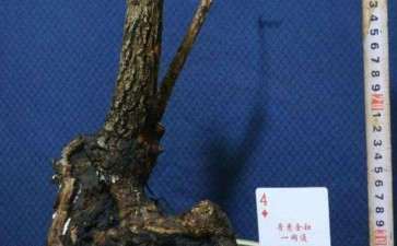 提高下山桩成活率的3个方法