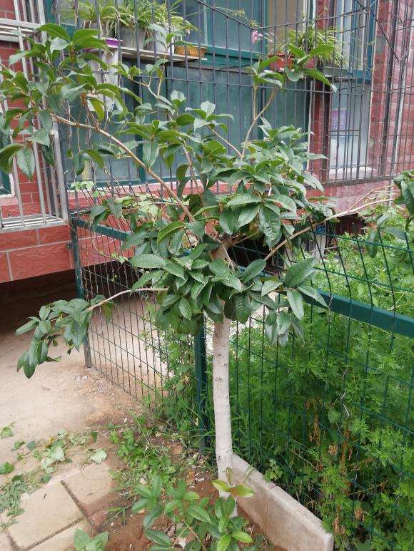 买的桂花截头的下山桩 现在长叶了