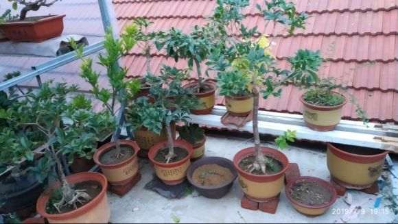 买的桂花截头的下山桩 现在长叶了