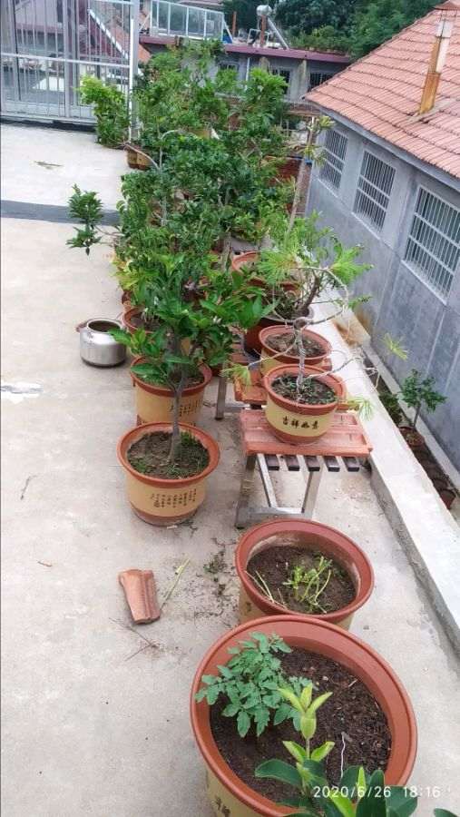 买的桂花截头的下山桩 现在长叶了