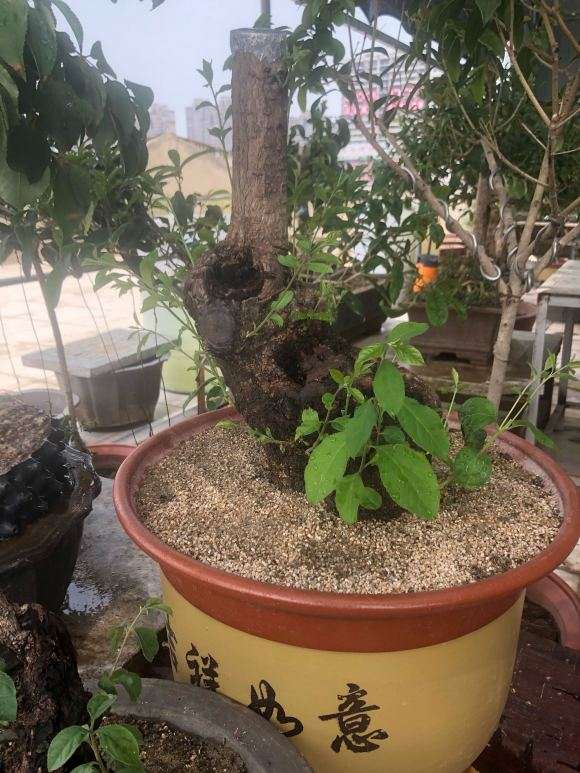 唯一成活的桂花下山桩 死了几十棵
