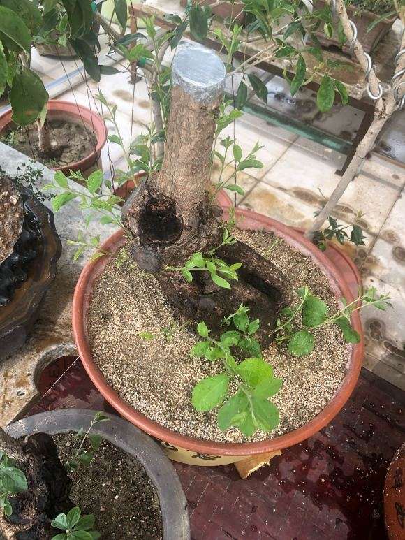唯一成活的桂花下山桩 死了几十棵