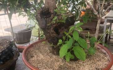 唯一成活的桂花下山桩 死了几十棵 图片