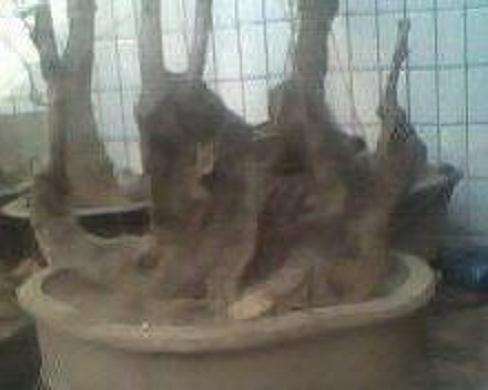 新淘的流苏下山桩树桩 请鉴赏 图片