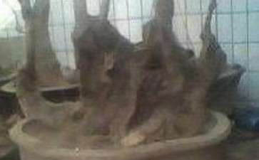 新淘的流苏下山桩树桩 请鉴赏 图片