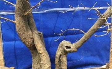 5月份栽流苏下山桩成活率高吗