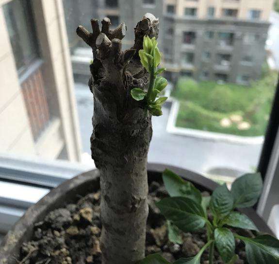 桂花下山桩的嫁接枝发芽 还是桩发芽