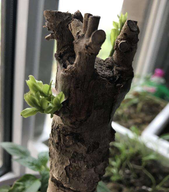 桂花下山桩的嫁接枝发芽 还是桩发芽