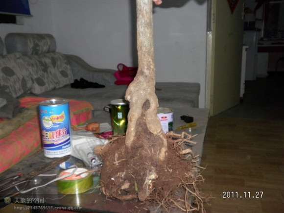 这颗流苏下山桩 被谁买了 图片