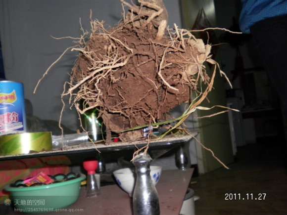 这颗流苏下山桩 被谁买了 图片