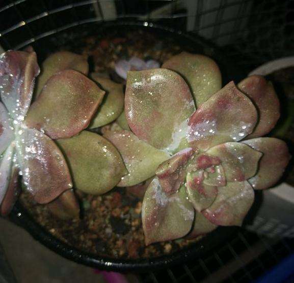 夏天可以用冰水浇多肉吗