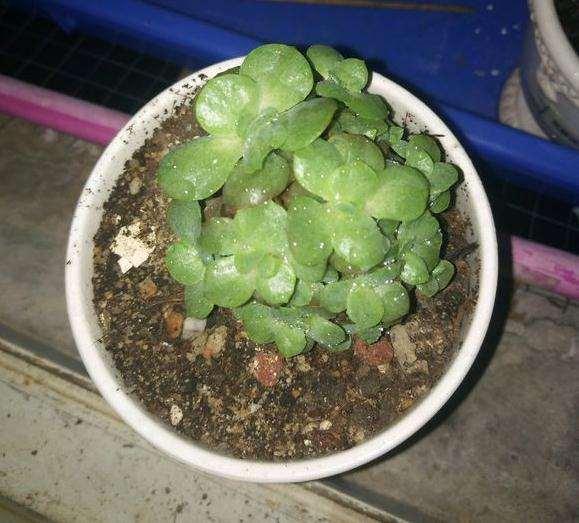 夏天可以用冰水浇多肉吗