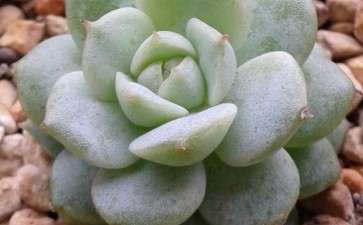 炎热的夏季 姬珑月多肉怎么了 图片