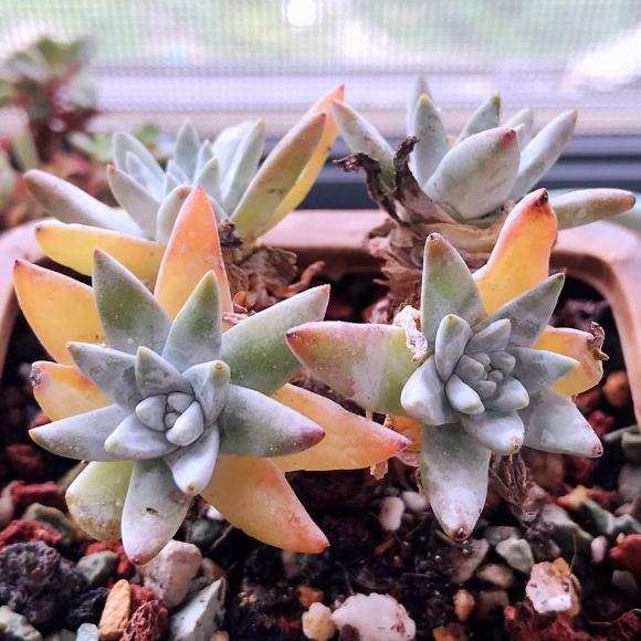 为什么小白菊多肉 夏季不敢轻易浇水