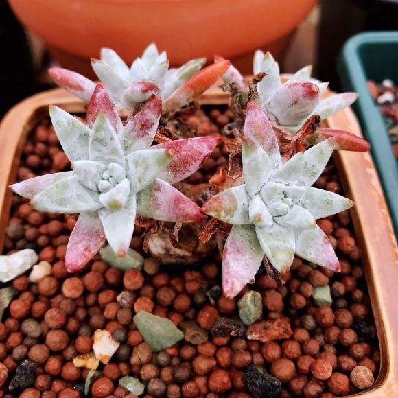 为什么小白菊多肉 夏季不敢轻易浇水