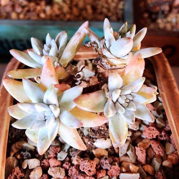 为什么小白菊多肉 夏季不敢轻易浇水