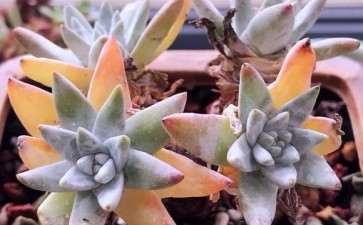 为什么小白菊多肉 夏季不敢轻易浇水