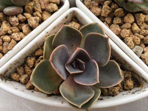 还没到夏天 紫珍珠多肉就死了