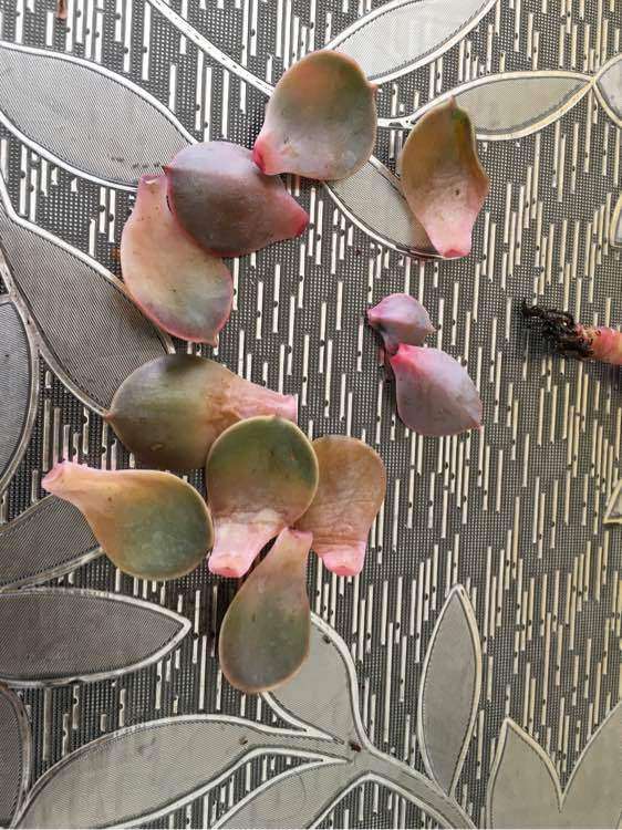 还没到夏天 紫珍珠多肉就死了