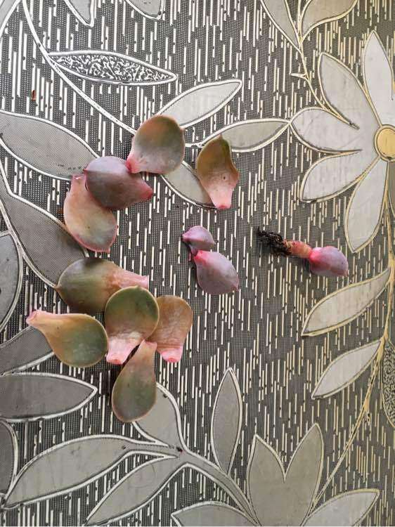 还没到夏天 紫珍珠多肉就死了